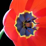 Red Tulip (Tulipa) - Liliaceae-Kev Vincent Photography-Photographic Print