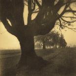 Trees, Discovery Park-Kevin Cruff-Photographic Print