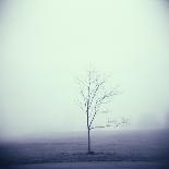 Foggy Morning Scene with Barn-Kevin Cruff-Photographic Print
