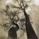 Tree and Bandhouse at Discovery Park-Kevin Cruff-Photographic Print