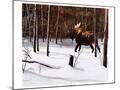 Wood Mount