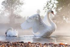 Mute Swan (Cygnus Olor) Stretching on a Mist Covered Lake at Dawn-Kevin Day-Photographic Print