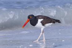 American Oystercatcher (Haematopus palliatus) adult, walking on shoreline, Florida, USA-Kevin Elsby-Photographic Print