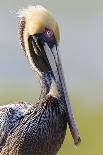 Osprey (Pandion haliaetus carolinensis) adult, close-up of head, Florida, USA-Kevin Elsby-Photographic Print