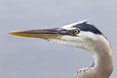 Great Blue Heron (Ardea herodias) adult, close-up of head, Florida, USA-Kevin Elsby-Photographic Print