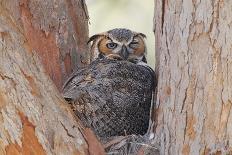 Great Horned Owl (Bubo virginianus) adult, sitting on nest in fork of tree, Florida, USA-Kevin Elsby-Photographic Print