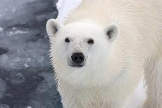 Polar Bear (Ursus maritimus) adult, close-up of head, standing on pack ice, Kong Karls Land-Kevin Elsby-Photographic Print