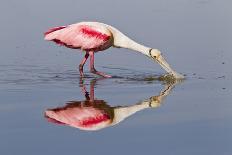 Roseate Spoonbill (Ajaja ajaja) adult, feeding in shallow water, Florida, USA-Kevin Elsby-Photographic Print