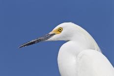 Osprey (Pandion haliaetus carolinensis) adult, close-up of head, Florida, USA-Kevin Elsby-Photographic Print