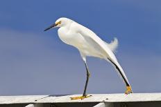 Snowy Egret (Egretta thula) adult, breeding plumage, stretching wing and leg, Florida-Kevin Elsby-Photographic Print