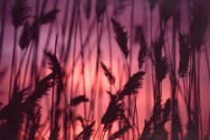 Reeds Close to Tormes River Salamanca Castile Leon Spain-Kevin George-Laminated Photographic Print