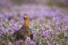 Red Grouse (Lagopus Lagopus), Yorkshire Dales, England, United Kingdom, Europe-Kevin Morgans-Laminated Photographic Print