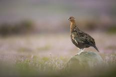 Black Grouse (Lyrurus Tetrix), Lekking, Cairngorms, Scotland, United Kingdom, Europe-Kevin Morgans-Photographic Print