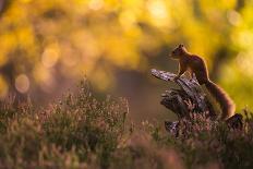 Red squirrel (Sciurus vulgaris) and autumnal colours, Cairngorms National Park, Scotland, United Ki-Kevin Morgans-Photographic Print
