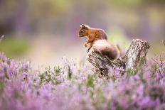 Black Grouse (Lyrurus Tetrix), Lekking, Cairngorms, Scotland, United Kingdom, Europe-Kevin Morgans-Photographic Print