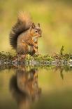 Red squirrel (Sciurus vulgaris) and autumnal colours, Cairngorms National Park, Scotland, United Ki-Kevin Morgans-Photographic Print