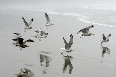Canada, B.C, Vancouver Island. Gulls Flying on Florencia Beach