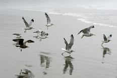 Canada, B.C, Vancouver Island. Gulls Flying on Florencia Beach-Kevin Oke-Photographic Print