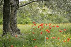 France, Vaucluse, Lourmarin. Poppies under an Olive Tree-Kevin Oke-Photographic Print