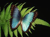 Blue Common Morpho Butterfly on Fern Frond-Kevin Schafer-Photographic Print