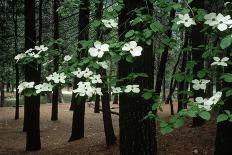 Dogwood in Bloom-Kevin Schafer-Photographic Print