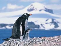 Mother and baby gentoo penguins-Kevin Schafer-Photographic Print