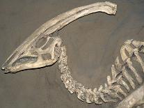 Parasaurolophus Dinosaur Fossil-Kevin Schafer-Photographic Print