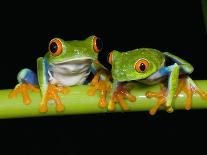 Red-eyed Tree Frogs-Kevin Schafer-Photographic Print