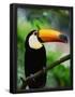 Essential Black