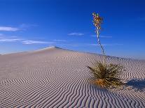 Yucca and Dunes, White Sands National Monument-Kevin Schafer-Photographic Print