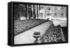 Kew Gardens Daffodils-null-Framed Stretched Canvas