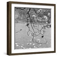 Kew Gardens, Greater London. a Robin Perched on a Twig of a Magnolia in Bloom at Kew Gardens-John Gay-Framed Photographic Print