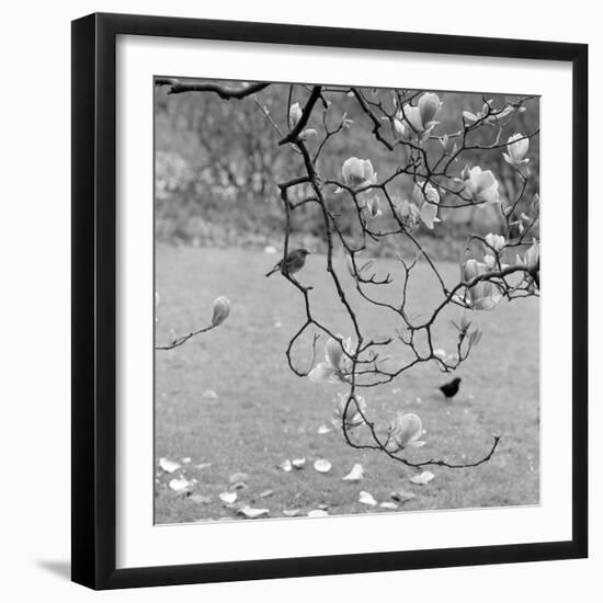 Kew Gardens, Greater London. a Robin Perched on a Twig of a Magnolia in Bloom at Kew Gardens-John Gay-Framed Photographic Print