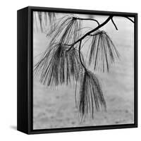 Kew Gardens, Greater London.Twigs and Long Needles on a Pine Tree at Kew Gardens-John Gay-Framed Stretched Canvas