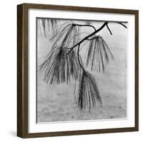 Kew Gardens, Greater London.Twigs and Long Needles on a Pine Tree at Kew Gardens-John Gay-Framed Photographic Print