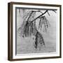 Kew Gardens, Greater London.Twigs and Long Needles on a Pine Tree at Kew Gardens-John Gay-Framed Photographic Print