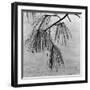 Kew Gardens, Greater London.Twigs and Long Needles on a Pine Tree at Kew Gardens-John Gay-Framed Photographic Print