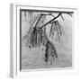 Kew Gardens, Greater London.Twigs and Long Needles on a Pine Tree at Kew Gardens-John Gay-Framed Photographic Print