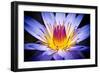 Kew Gardens Waterlily-Nick Jackson-Framed Art Print