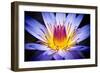 Kew Gardens Waterlily-Nick Jackson-Framed Art Print