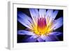 Kew Gardens Waterlily-Nick Jackson-Framed Art Print