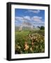 Kew Palm House-Charles Bowman-Framed Photographic Print