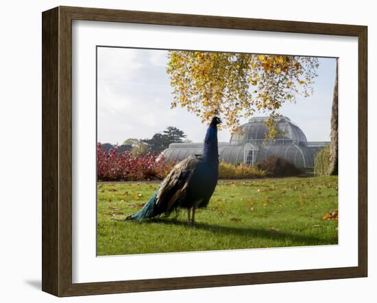 Kew Peacock-Charles Bowman-Framed Photographic Print