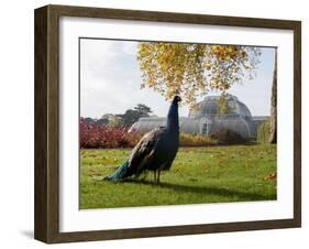 Kew Peacock-Charles Bowman-Framed Photographic Print