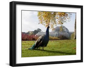 Kew Peacock-Charles Bowman-Framed Photographic Print