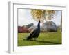 Kew Peacock-Charles Bowman-Framed Photographic Print