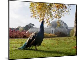 Kew Peacock-Charles Bowman-Mounted Photographic Print