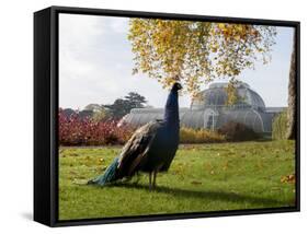 Kew Peacock-Charles Bowman-Framed Stretched Canvas