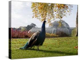 Kew Peacock-Charles Bowman-Stretched Canvas