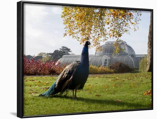 Kew Peacock-Charles Bowman-Framed Photographic Print